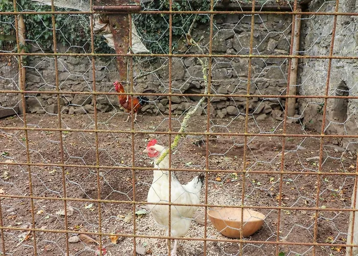 Апартаменты Ryan's Loft